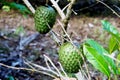 Two soursop fruits