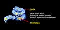 Double helix of DNA spilling onto histone proteins forms a superspread chromosome. DNA replication isolated on black. Education in