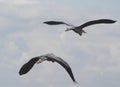 Double heron take-off Royalty Free Stock Photo
