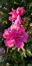 Double Hollyhock flower in a garden showing backlit dark pink flowers.