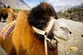 The double hump Bactrian camels Royalty Free Stock Photo