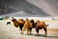 The double hump Bactrian camels Royalty Free Stock Photo