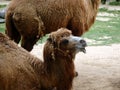 Double hump camel Royalty Free Stock Photo