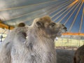 Double hump camel inside the tent in a ranch Royalty Free Stock Photo