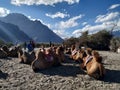 Double hump camel in nubra vally Royalty Free Stock Photo