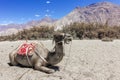 Double Hump camel resting in dry heat of Nubra Valley, Ladakh, India