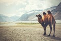 Double hump camel setting off on its journey in the desert in Nubra Valley, Ladakh, India Royalty Free Stock Photo