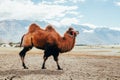 Double hump camel walking in the desert in Nubra Valley, Ladakh, India