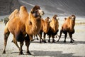 Double hump camels Royalty Free Stock Photo