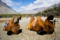 Double hump camels Royalty Free Stock Photo