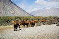 Double hump camels Royalty Free Stock Photo