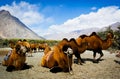 Double hump camels Royalty Free Stock Photo