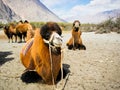 Double hump camels Royalty Free Stock Photo