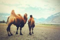 Double hump camels setting off on their journey in the desert in Nubra Valley, Ladakh, India Royalty Free Stock Photo