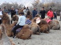 Double Humped Camel Nubra valley ladakh