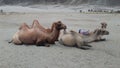 double humped camels in Leh & Ladakh, India