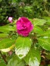 Double Impatiens walleriana