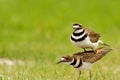 Double The Killdeer Royalty Free Stock Photo