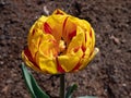 Double late Tulip \'Golden nizza\' blooming with striking yellow flowers with a red flame Royalty Free Stock Photo