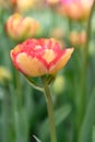 Double Late tulip Tulipa Sundowner red-veined yellow flower