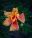 Double Layered Hibiscus