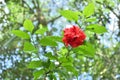 A double layered red Chinese hibiscus flower blooming in the home garden