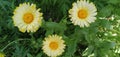 Double layers of petals in flowers in springs