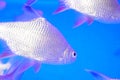 Double line carp swimming in the pool, very cute look