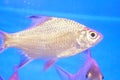 Double line carp swimming in the pool, very cute look