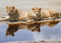 Double Lion Reflection