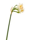 Double mini-narcissi isolated Royalty Free Stock Photo