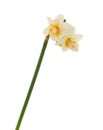 Double mini-narcissi isolated Royalty Free Stock Photo