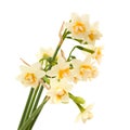 Double mini-narcissi isolated Royalty Free Stock Photo