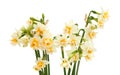 Double mini-narcissi isolated Royalty Free Stock Photo
