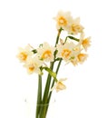 Double mini-narcissi isolated Royalty Free Stock Photo