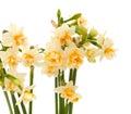 Double mini-narcissi Royalty Free Stock Photo