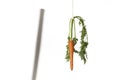Double motivation with carrot and stick Royalty Free Stock Photo