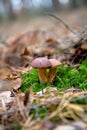 Double mushroom imleria badia commonly known as the bay bolete or boletus badius growing in pine tree forest Royalty Free Stock Photo