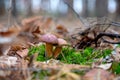 Double mushroom imleria badia commonly known as the bay bolete or boletus badius growing in pine tree forest Royalty Free Stock Photo