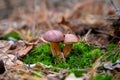 Double mushroom imleria badia commonly known as the bay bolete or boletus badius growing in pine tree forest Royalty Free Stock Photo