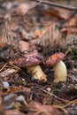 Double mushroom imleria badia commonly known as the bay bolete or boletus badius growing in pine tree forest Royalty Free Stock Photo