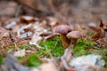 Double mushroom imleria badia commonly known as the bay bolete or boletus badius growing in pine tree forest