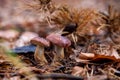 Double mushroom imleria badia commonly known as the bay bolete or boletus badius growing in pine tree forest