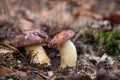 Double mushroom imleria badia commonly known as the bay bolete or boletus badius growing in pine tree forest Royalty Free Stock Photo
