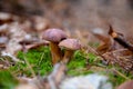 Double mushroom imleria badia commonly known as the bay bolete or boletus badius growing in pine tree forest