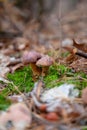 Double mushroom imleria badia commonly known as the bay bolete or boletus badius growing in pine tree forest