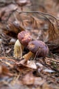 Double mushroom imleria badia commonly known as the bay bolete or boletus badius growing in pine tree forest