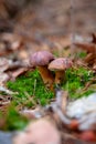 Double mushroom imleria badia commonly known as the bay bolete or boletus badius growing in pine tree forest