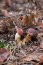 Double mushroom imleria badia commonly known as the bay bolete or boletus badius growing in pine tree forest