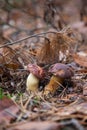 Double mushroom imleria badia commonly known as the bay bolete or boletus badius growing in pine tree forest